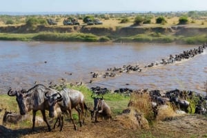 Au départ de Nairobi : Safari de 3 jours au Masai Mara pour la migration des gnous