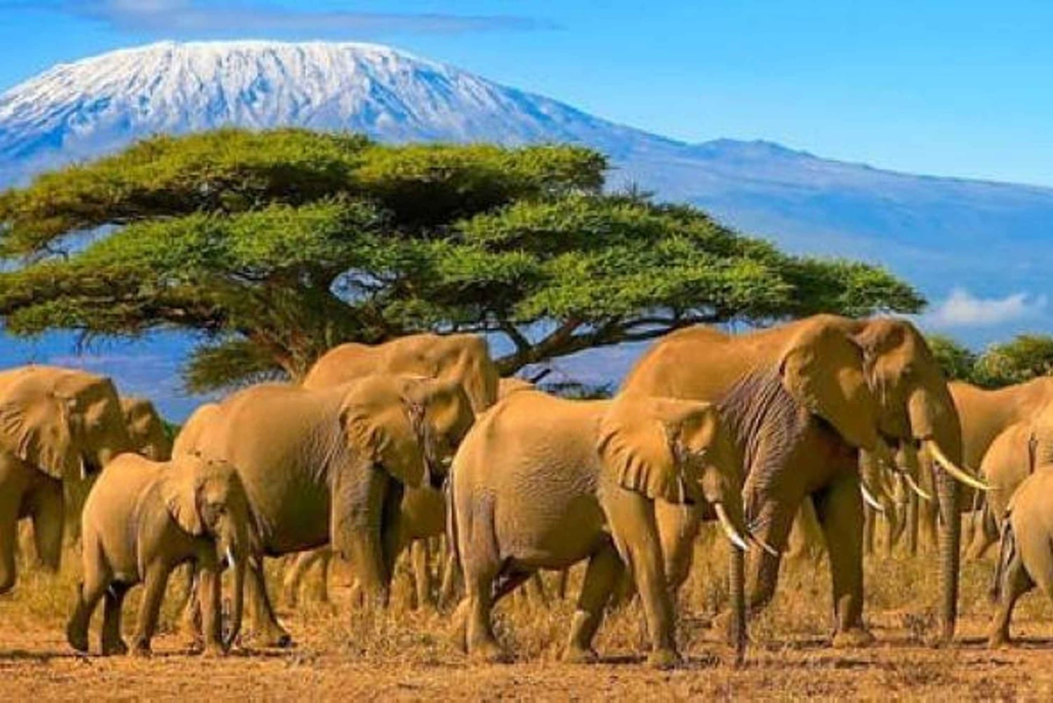 Fra Nairobi: 3 dagers Amboseli-tur