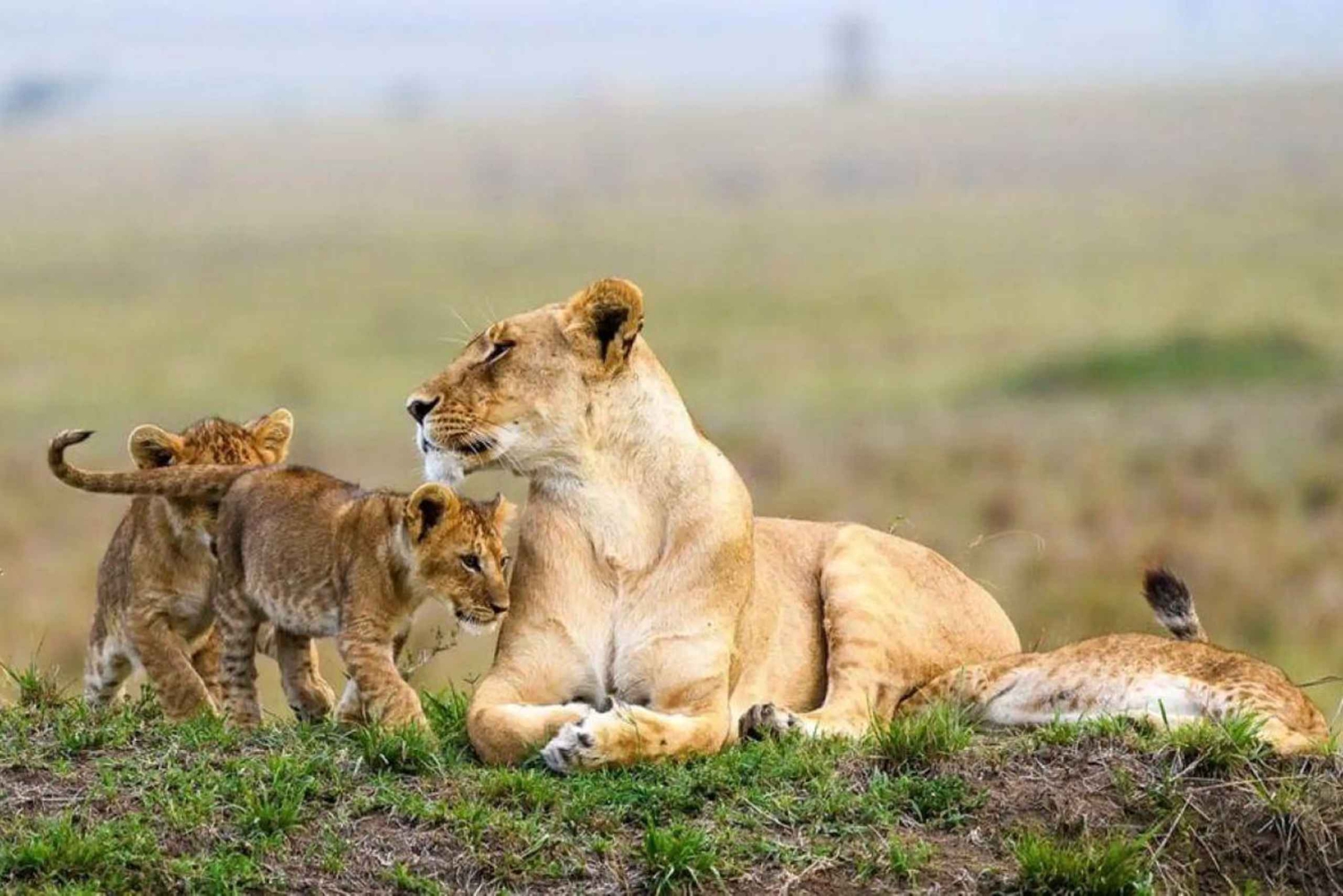 Fra Nairobi: 3 dagers Amboseli-tur