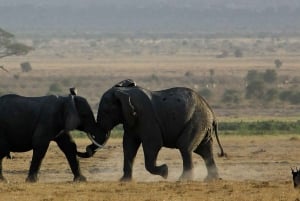 ナイロビ発：3日間のアンボセリツアー