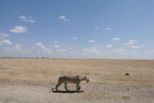 ナイロビ発：3日間のアンボセリツアー