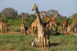 ナイロビ発：3日間のアンボセリツアー