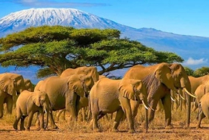 Fra Nairobi: 3 dagers Amboseli-tur