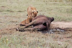 Fra Nairobi: 3 dagers Amboseli-tur
