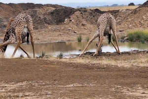 Fra Nairobi: 3 dagers Amboseli-tur