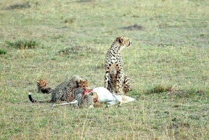 Fra Nairobi: 3 dagers Amboseli-tur