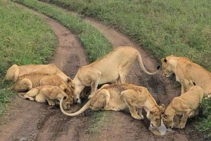 Fra Nairobi: 3 dagers Amboseli-tur