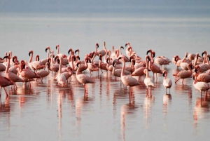 Fra Nairobi: 3 dagers Amboseli-tur