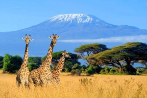 Fra Nairobi: 3 dagers Amboseli-tur