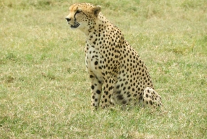 Fra Nairobi: 3 dagers Amboseli-tur