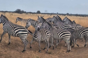 Fra Nairobi: 3 dagers Amboseli-tur