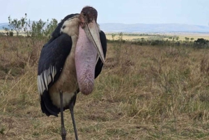 Fra Nairobi: 3 dagers Amboseli-tur