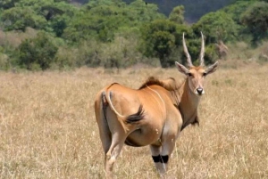 Fra Nairobi: 3 dagers Amboseli-tur