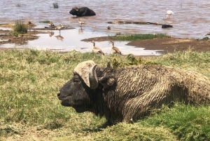 Fra Nairobi: 3 dagers Amboseli-tur