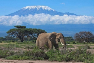 Fra Nairobi: 3 dagers Amboseli-tur