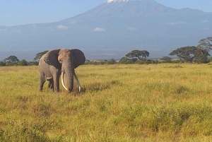 Fra Nairobi: 3 dagers Amboseli-tur