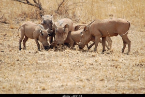 Fra Nairobi: 3 dagers Amboseli-tur