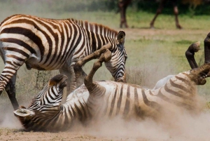 Fra Nairobi: 3 dagers Amboseli-tur