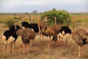 Fra Nairobi: 3 dagers Amboseli-tur