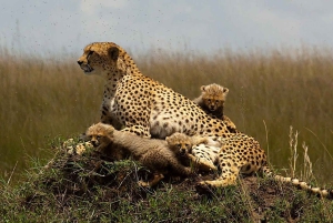 Fra Nairobi: 3 dagers Amboseli-tur