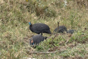 Fra Nairobi: 3 dagers Amboseli-tur