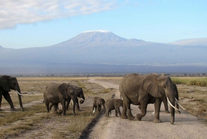 Fra Nairobi: 3 dagers Amboseli-tur