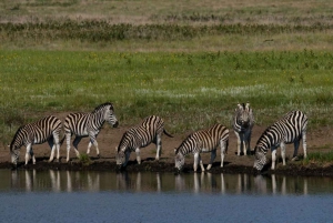 Fra Nairobi: 3 dagers Amboseli-tur