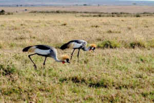 Fra Nairobi: 3 dagers Amboseli-tur