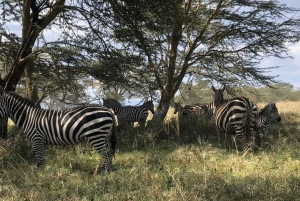 Fra Nairobi: 3 dagers Amboseli-tur