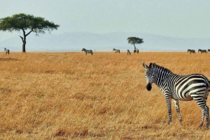 Fra Nairobi: 3 dagers Amboseli-tur