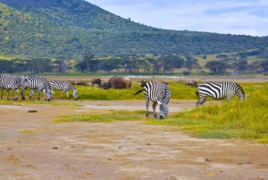 Fra Nairobi: 3 dagers Amboseli-tur