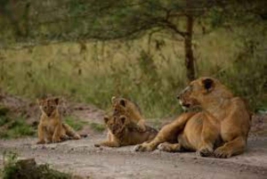 Fra Nairobi: 3 dagers Amboseli-tur