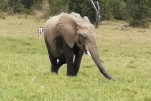 Au départ de Nairobi : 4 jours de safari à Amboseli et au Masai Mara