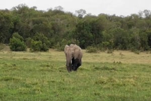 Au départ de Nairobi : 4 jours de safari à Amboseli et au Masai Mara