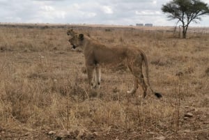 Au départ de Nairobi : 4 jours de safari à Amboseli et au Masai Mara