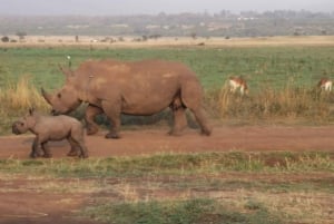 Au départ de Nairobi : 4 jours de safari à Amboseli et au Masai Mara