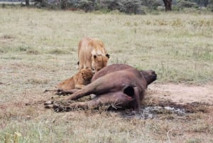 Au départ de Nairobi : 4 jours de safari à Amboseli et au Masai Mara