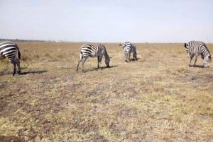 From Nairobi: Amboseli National Park 2-Day, 1-Night Trip