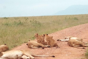 De Nairóbi: Viagem de 2 dias, 1 noite para o Parque Nacional Amboseli