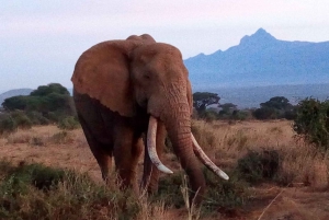 De Nairóbi: Viagem de 2 dias, 1 noite para o Parque Nacional Amboseli