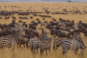 Desde Nairobi: Maasai Mara Vacaciones de safari económico de 3 días en jeep