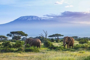 Z Nairobi lub Mombasy: 3-dniowa wycieczka do Parku Narodowego Amboseli