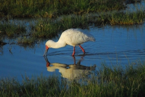 Z Nairobi lub Mombasy: 3-dniowa wycieczka do Parku Narodowego Amboseli
