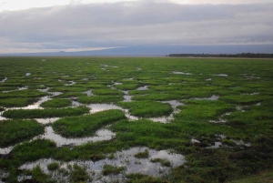 Z Nairobi lub Mombasy: 3-dniowa wycieczka do Parku Narodowego Amboseli