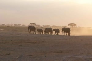Z Nairobi lub Mombasy: 3-dniowa wycieczka do Parku Narodowego Amboseli