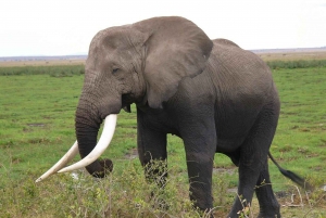 Z Nairobi lub Mombasy: 3-dniowa wycieczka do Parku Narodowego Amboseli