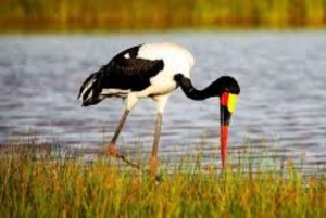 Z Nairobi lub Mombasy: 3-dniowa wycieczka do Parku Narodowego Amboseli