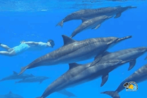 Au départ de Nungwi/Kendwa : excursion « Étoiles de mer et dauphins de l'atoll de Mnemba ».