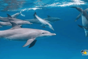 Au départ de Nungwi/Kendwa : excursion « Étoiles de mer et dauphins de l'atoll de Mnemba ».