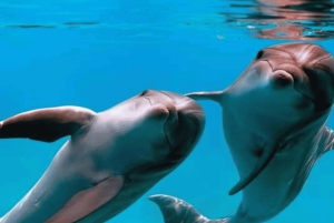 Au départ de Nungwi/Kendwa : excursion « Étoiles de mer et dauphins de l'atoll de Mnemba ».